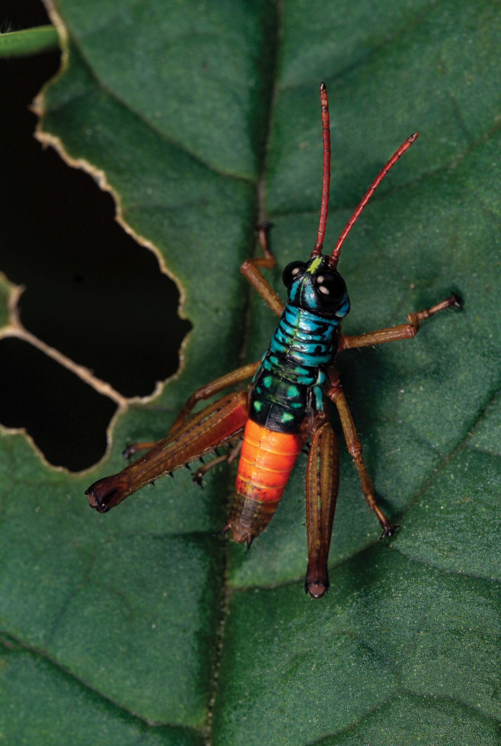 Brightly coloured grasshopper photographed in macro on a leaf, Colombian Andes