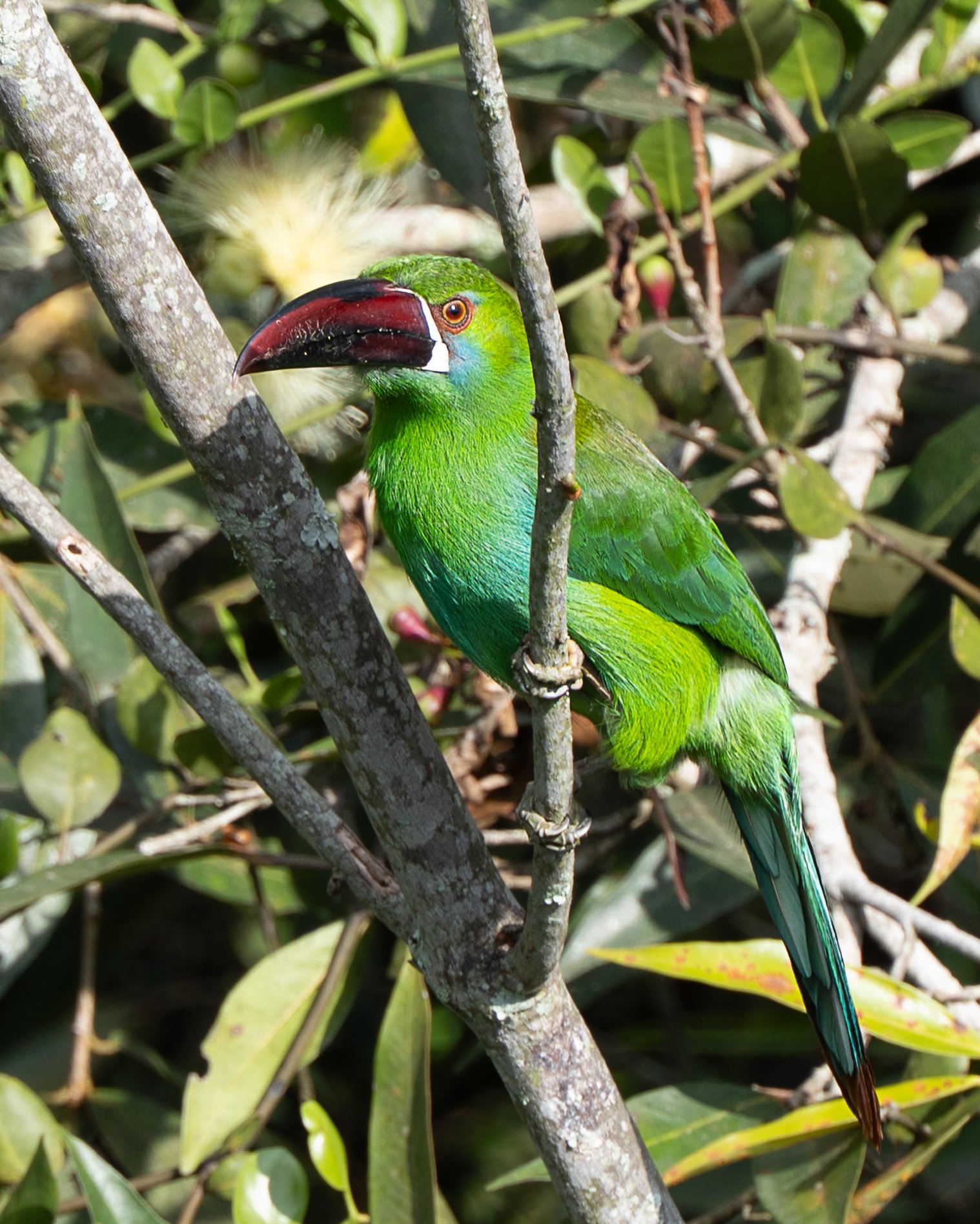 Green toucanet perched in cloud forest canopy, Colombian Andes