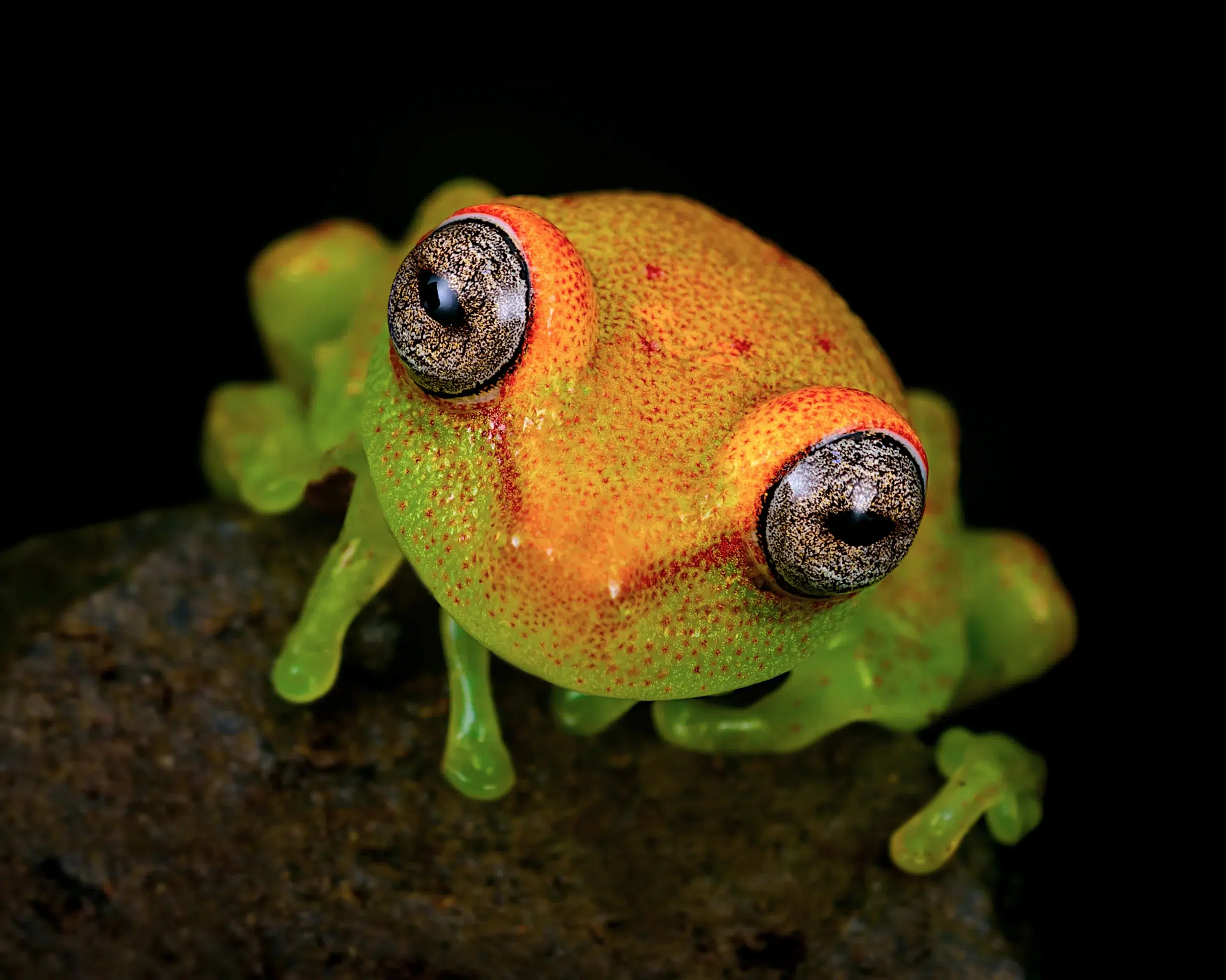 Boana Punctata