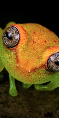 Boana Punctata