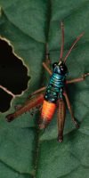 Brightly coloured grasshopper photographed in macro on a leaf, Colombian Andes