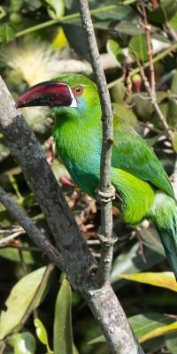 Green toucanet perched in cloud forest canopy, Colombian Andes