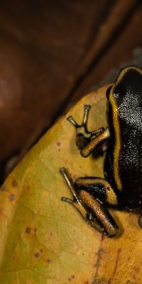 Poison dart frog on the forest floor, Colombian cloud forest
